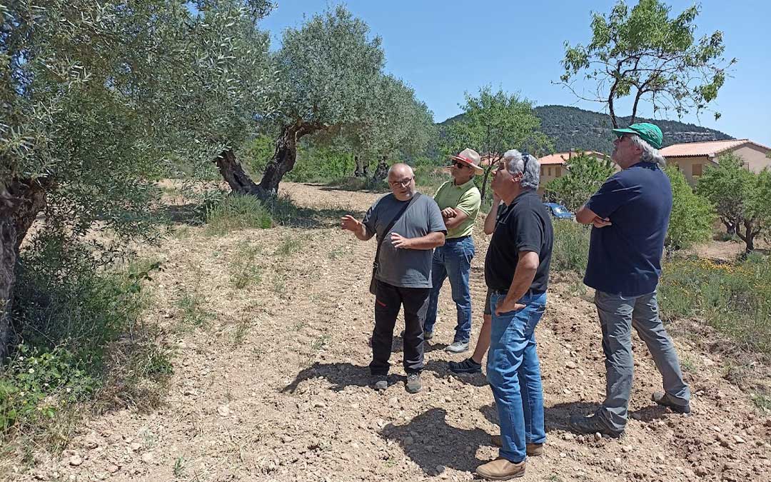 Prospección de nuevas variedades de olivo en La Portellada y Ráfales./ Omezyma