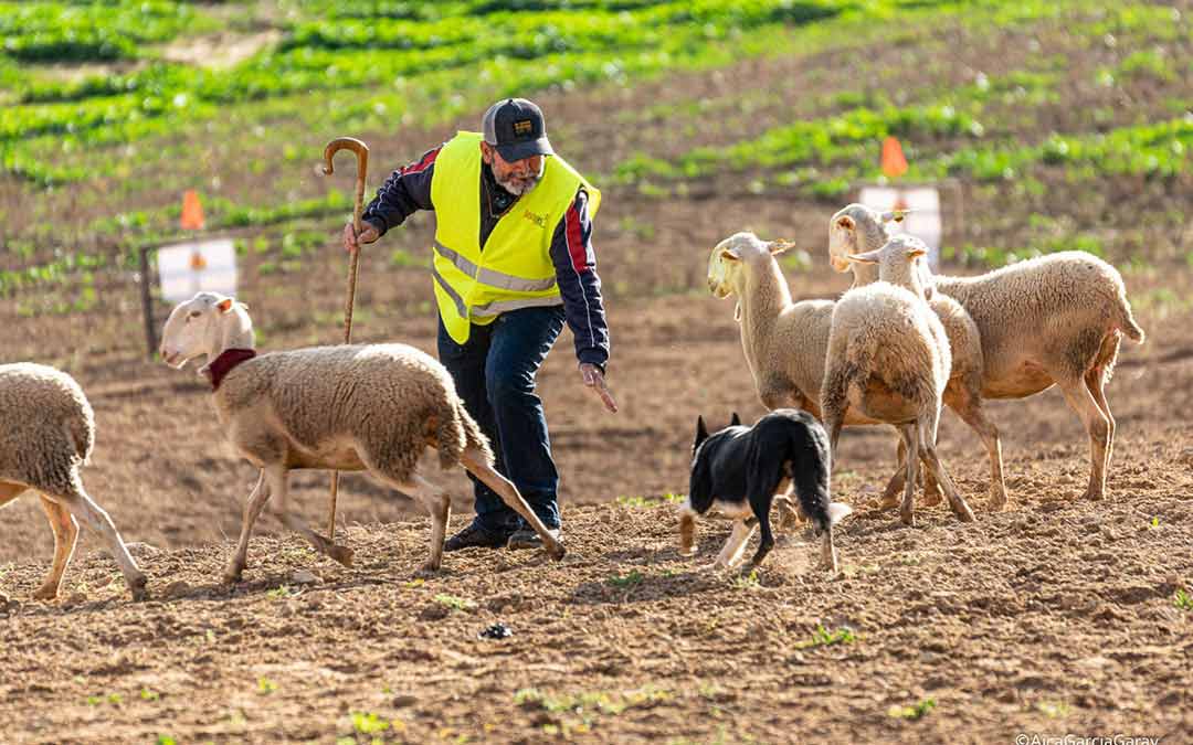 Un guía trabaja junto a su perro pastor en la final del I Open de Perros Pastores de Valdeltormo, demostrando la perfecta coordinación y destreza necesarias para manejar el rebaño./ J.R.B.