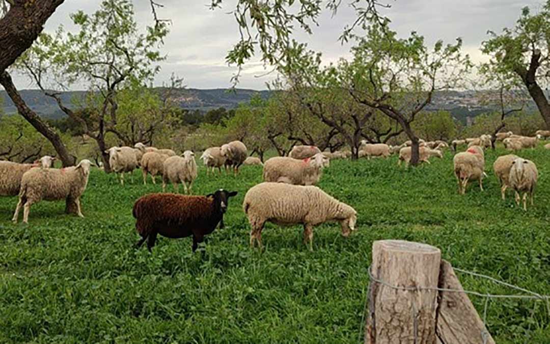 Imagen cedida por los investigadores del CITA en una de las zonas de ensayo del proyecto OvAITe./CITA