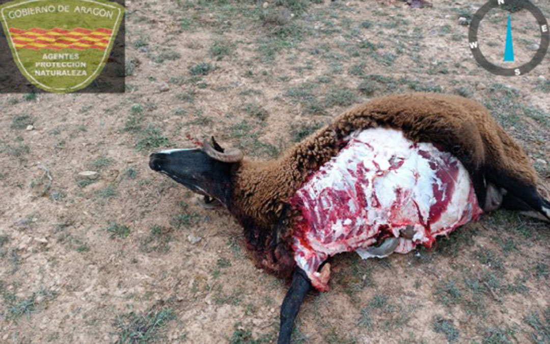 Oveja muerta tras un ataque de lobo el 25 de enero en Belchite. / DGA-APNs