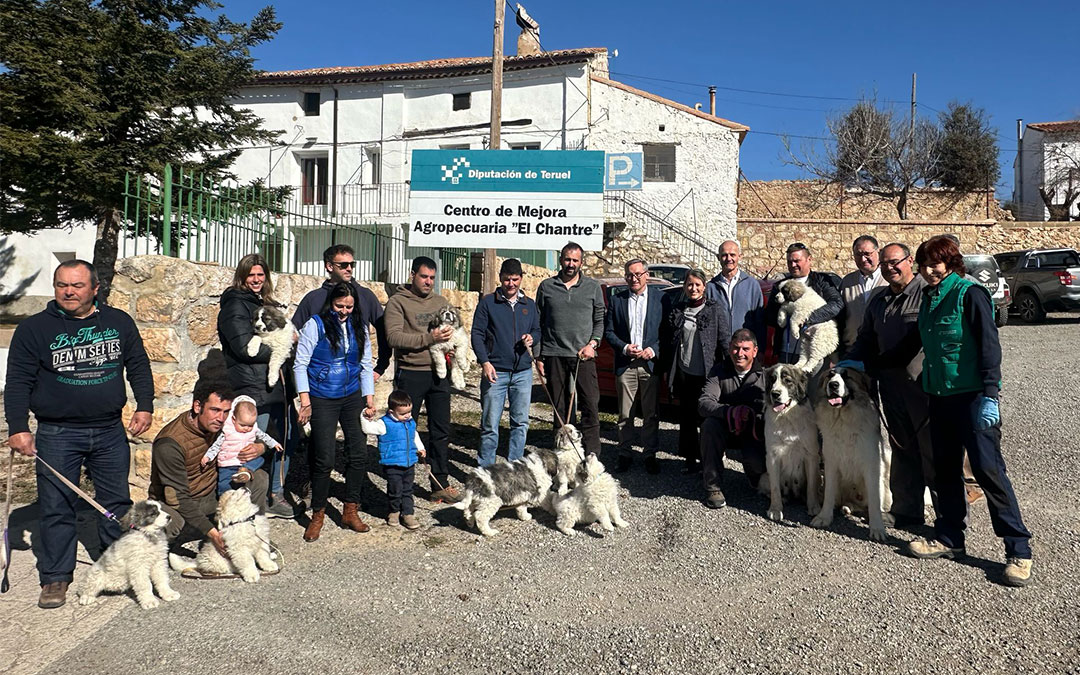 Entrega de ocho crías de Mastín del Pirineo a ocho ganaderos en la masía El Chantre de la DPT./ Diputación de Teruel