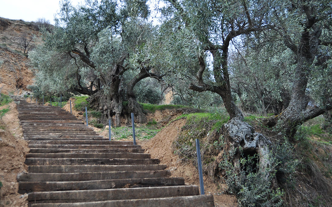 Tres olivos milenarios de Peñarroya de Tastavins que se pueden visitar. Son los ejemplares catalogados a más altura, en torno a 770 metros de altitud / La Comarca