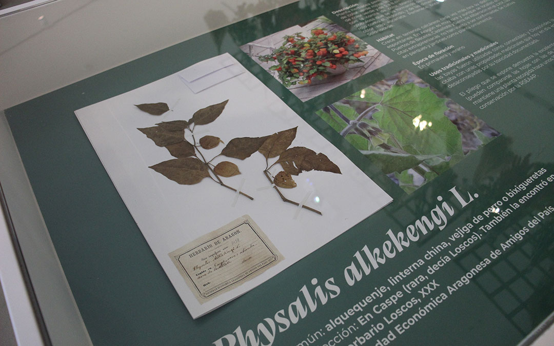Una de las plantas que recogió y catalogó él mismo. / B. Severino