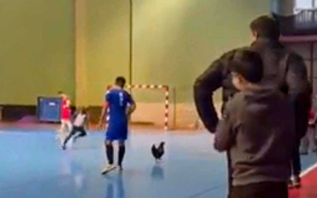Momento en el que una gallina saltó al terreno de juego./ L.C.