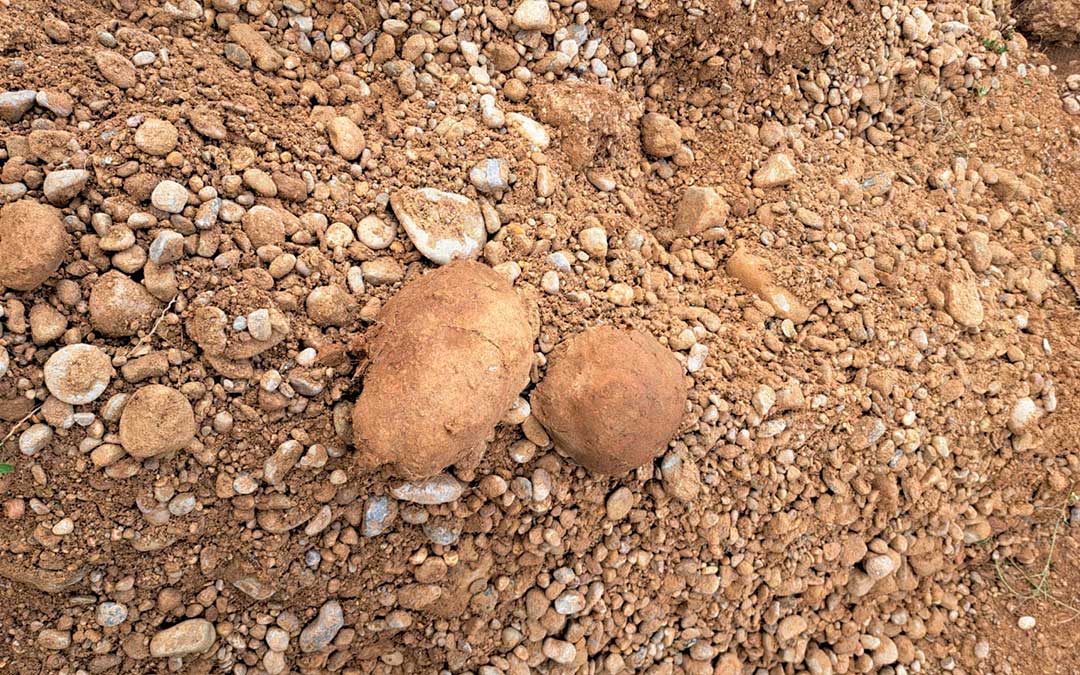 Dos cráneos hallados en la excavación en Fabara./ Juan Jesús Villalba