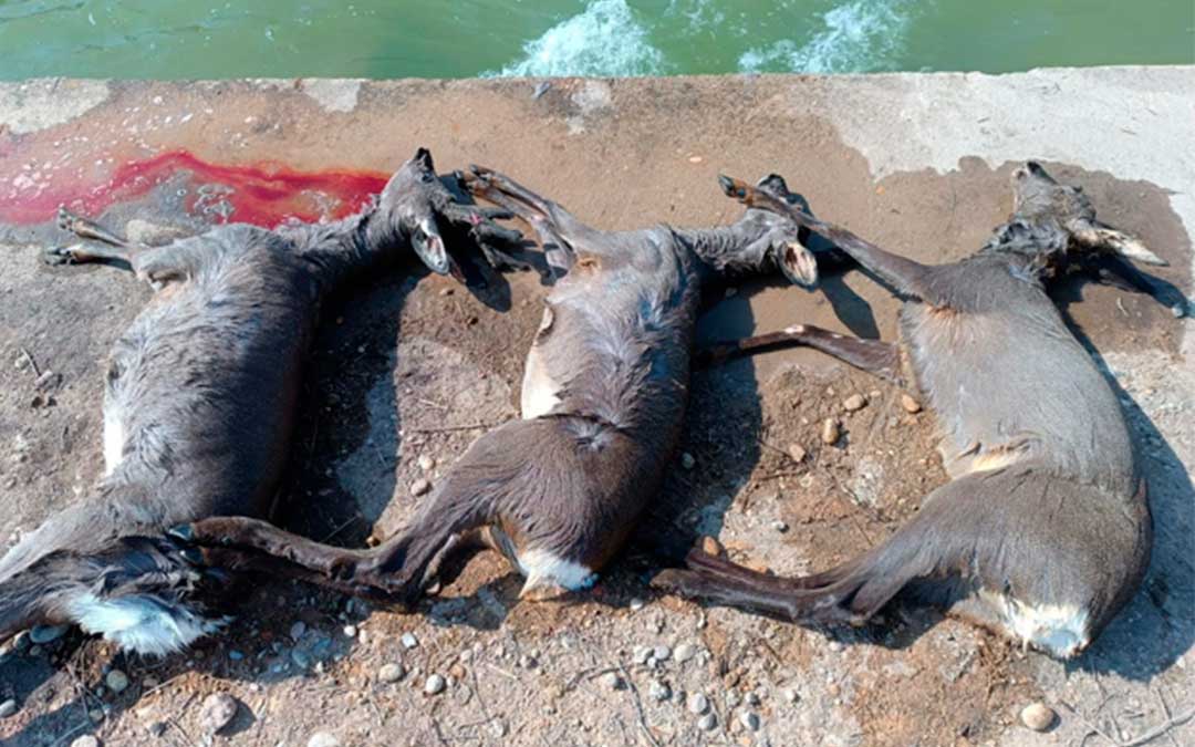 Tres corzos fueron encontrados muertos la semana pasada en el canal Calanda-Alcañiz./ J.M.P.
