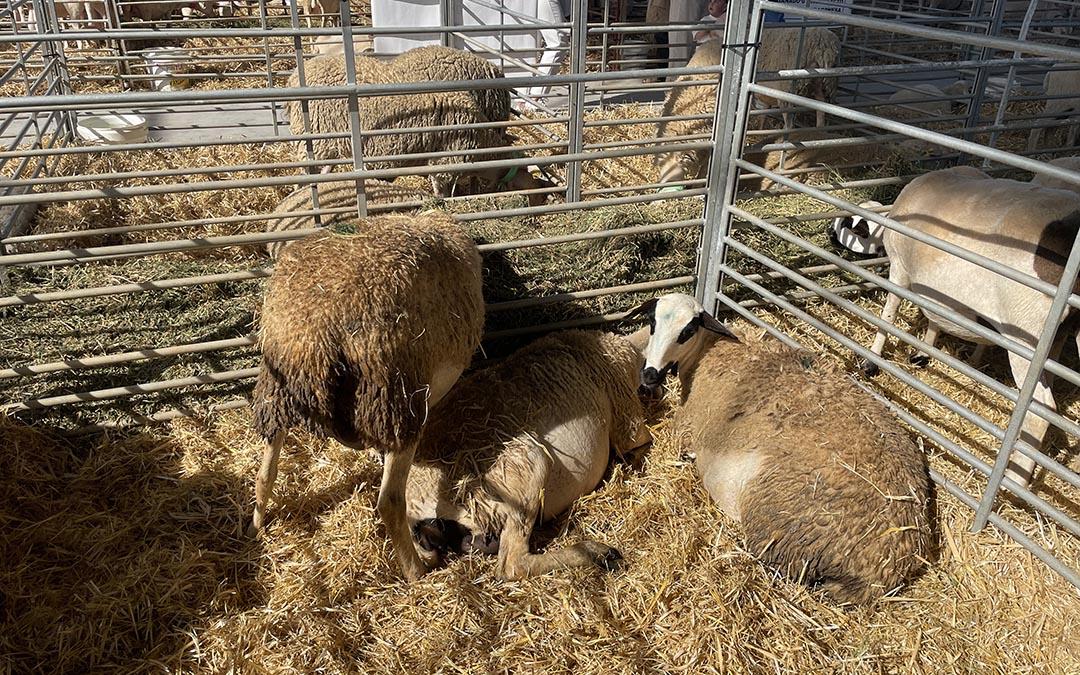 Feria ganadera, alimentación y artesanía Samper de Calanda 2025./ S.F.