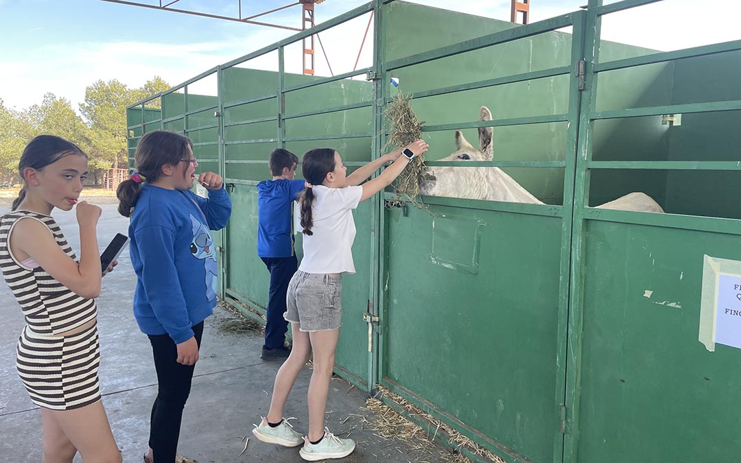 Feria ganadera, alimentación y artesanía Samper de Calanda 2025./ S.F.