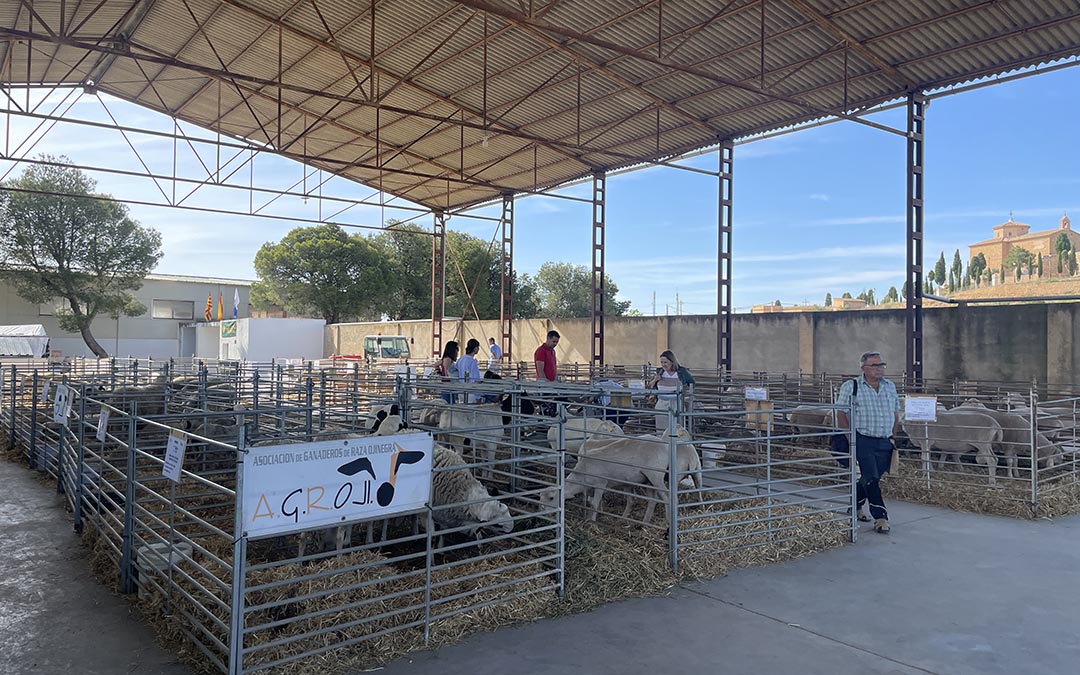 Feria ganadera, alimentación y artesanía Samper de Calanda 2025./ S.F.