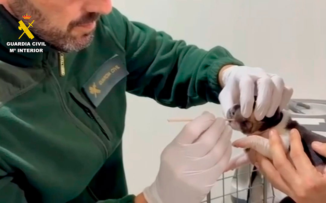 Los animales requirieron atención veterinaria urgente./ G.C.
