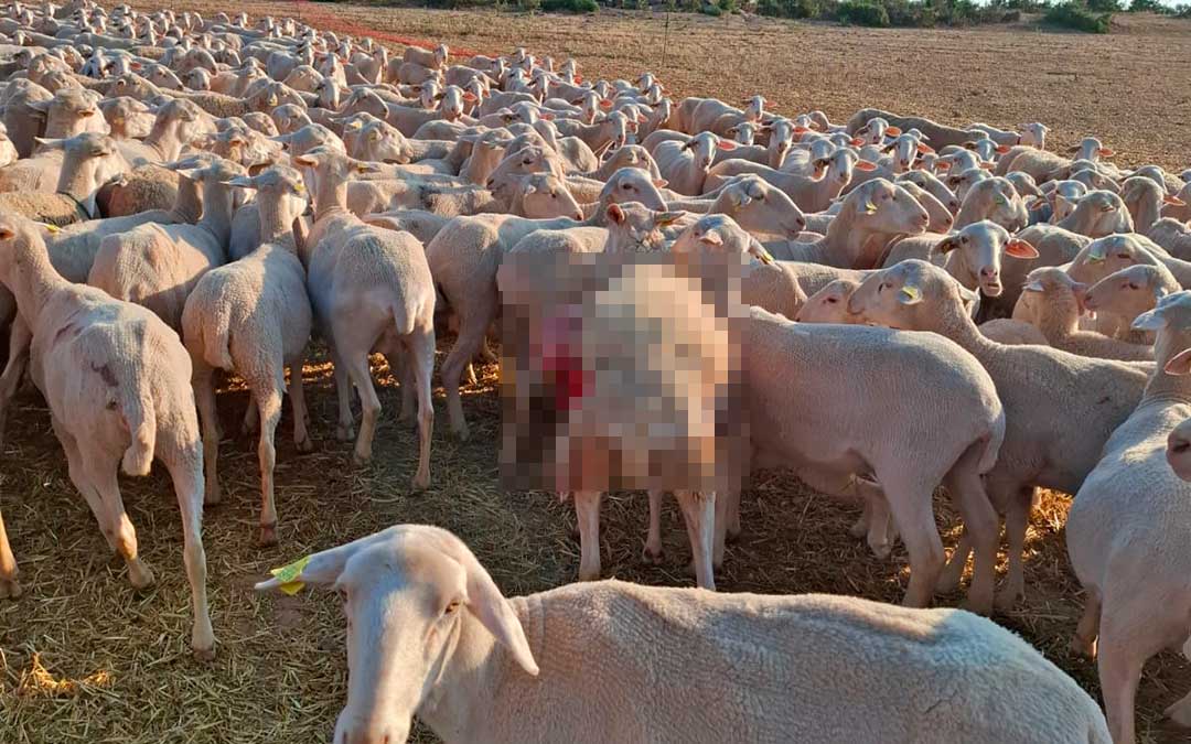 Ovejas malheridas entre el rebaño atacado. / L.C.