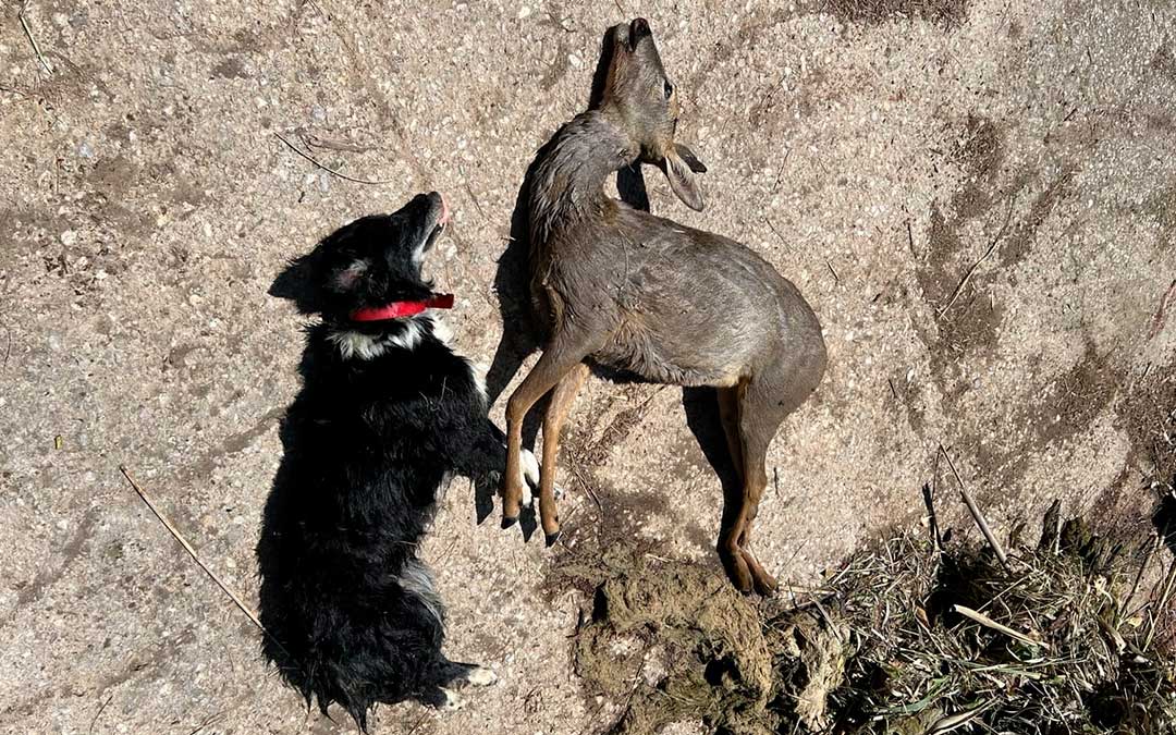 Al ahogamiento de los corzos en estas últimas semanas se ha sumado también el de un perro./ L.C.