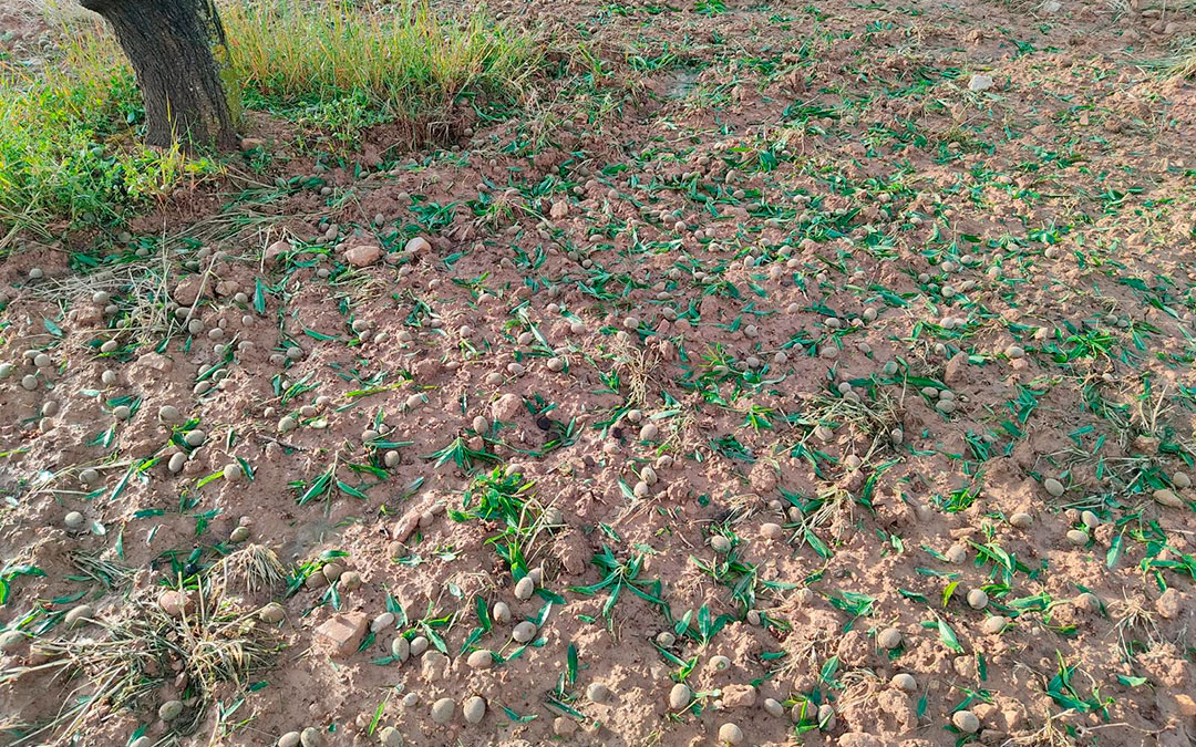 La fuerte granizada tiro por completo los almendros al suelo en esta finca de La Portellada. / L.C