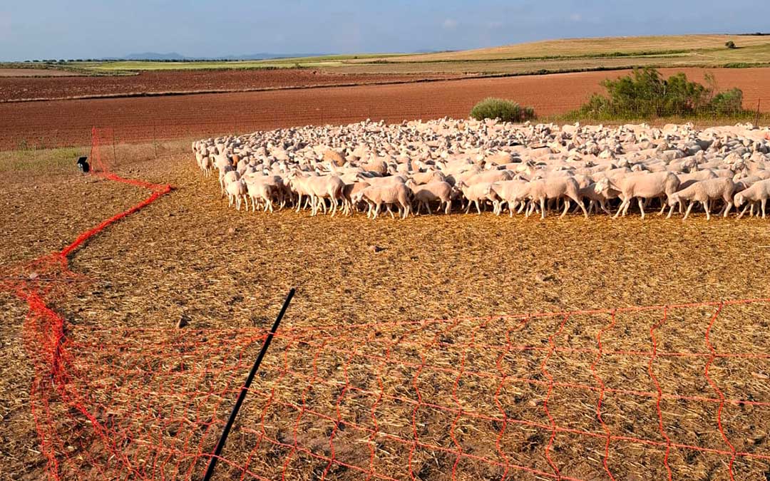 Parte del vallado eléctrico quedó tumbado y decenas de animales desperdigados por el monte y el canal. / L.C.