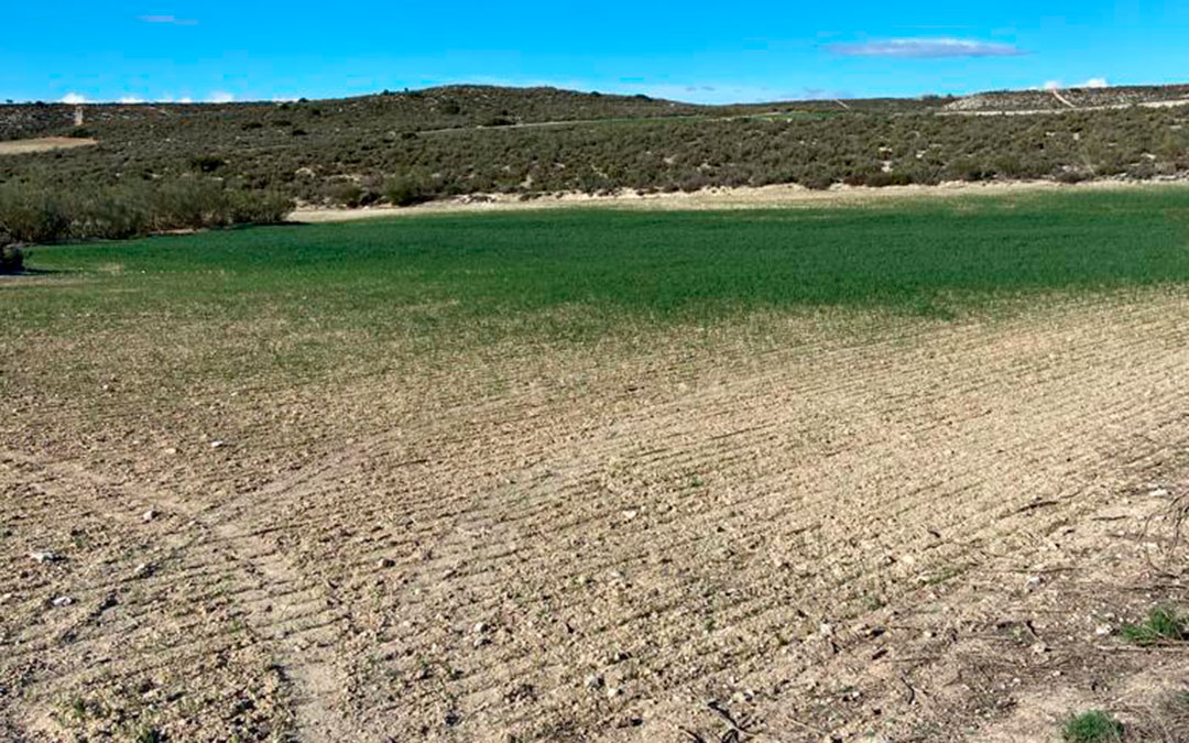 Un campo de cultivo arrasado por los conejos./ UAGA