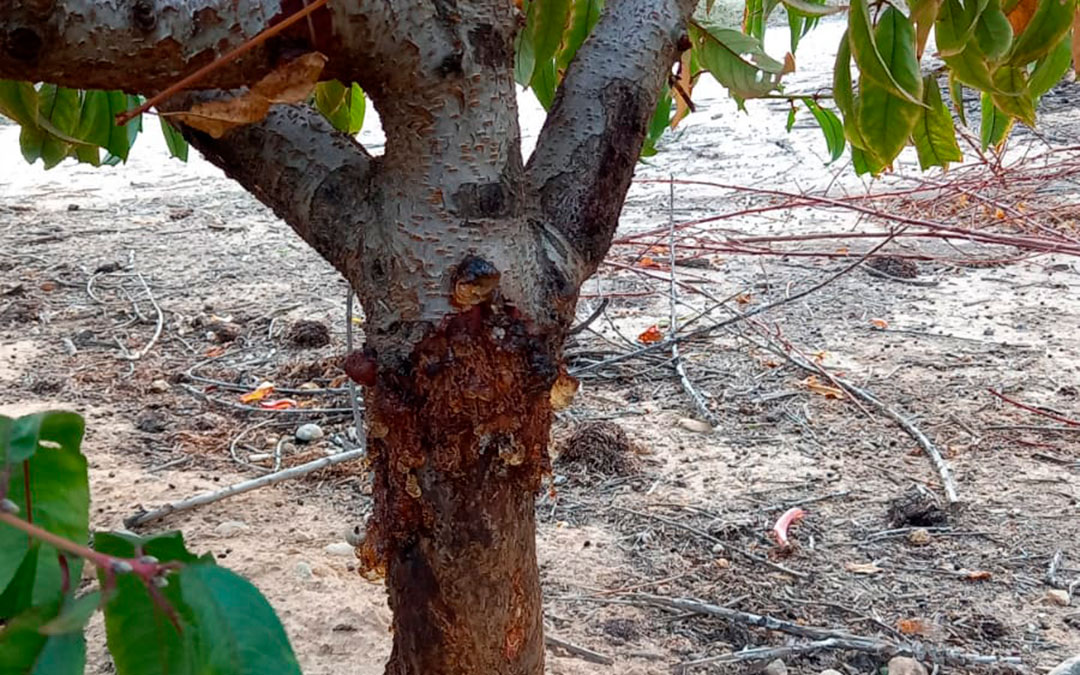 Daños en un frutal por la sobrepoblación de conejos./ UAGA
