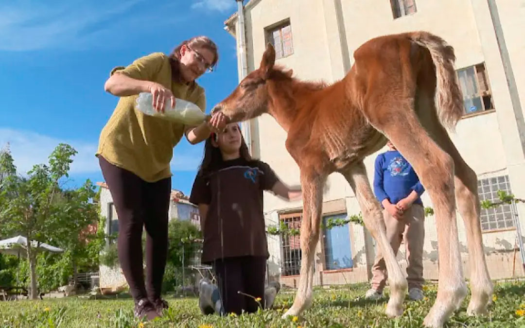 El animal siendo alimentado con biberón por su dueña, Carmen Rodríguez./ ARAGÓN TV