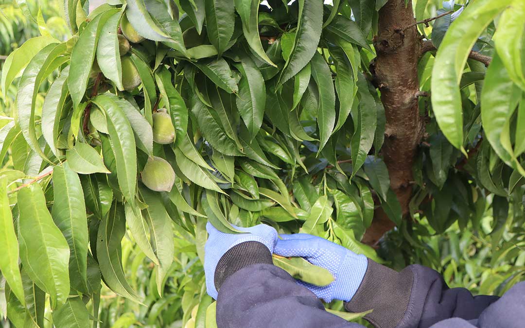 Árboles frutales en Caspe esta primavera. / Alba Zurita