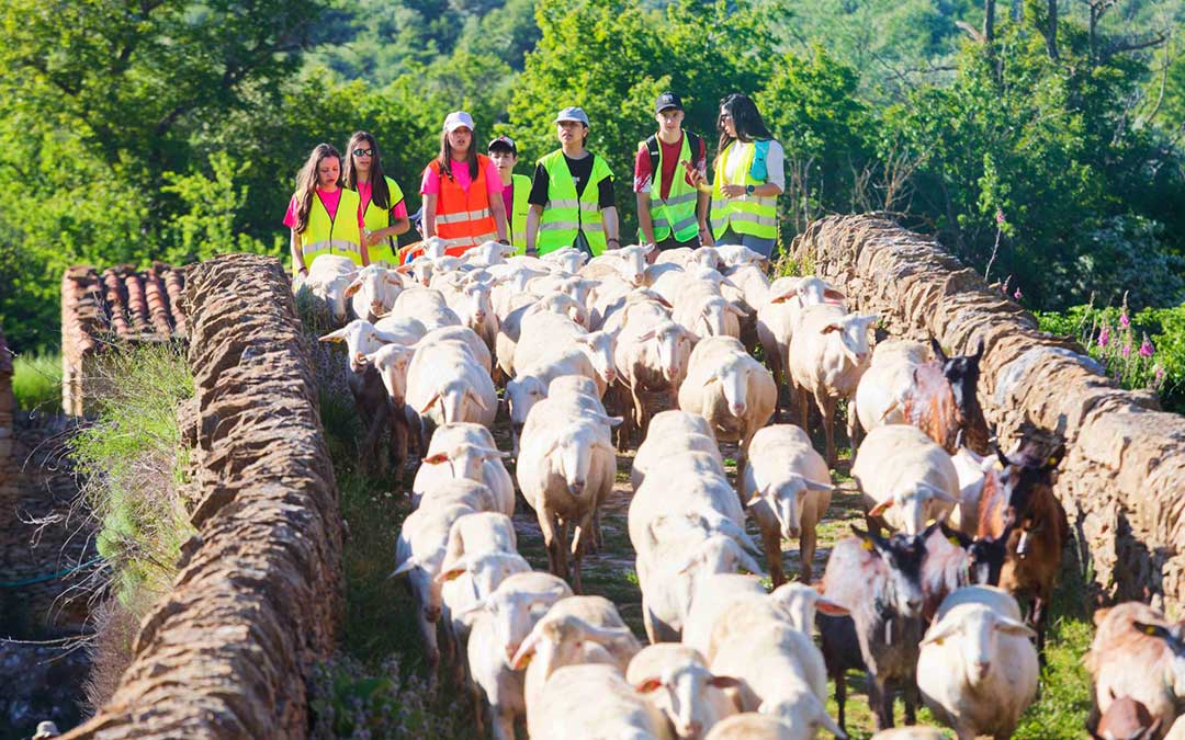 Los alumnos de 2º de ESO del IES de Cantavieja acompañaron el pasado viernes al pastor trashumante Gonzalo Gargallo, del Mas de Altaba, en parte del último tramo de su vuelta con su ganado hasta el Maestrazgo / Erik Pradas Puig (archivo comarcal)