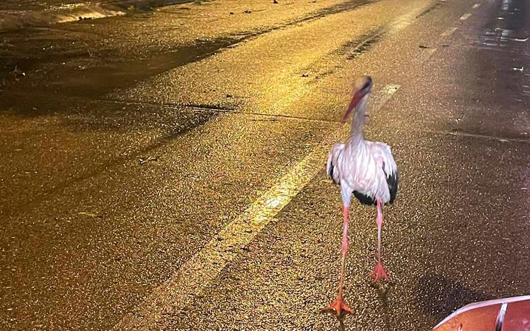 Una cigüeña paseando por la Ciudad Deportiva de Alcañiz el jueves por la noche. / J.M.