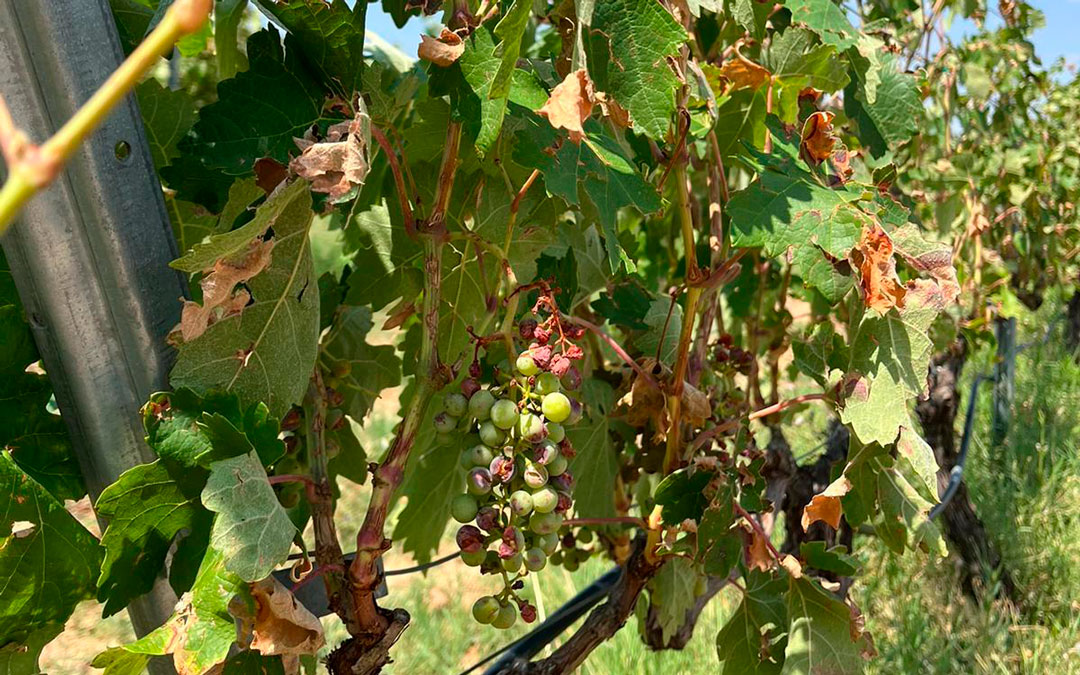 Daños en los rácimos de uva en los viñedos de Bodegas Guallart./ B.G.