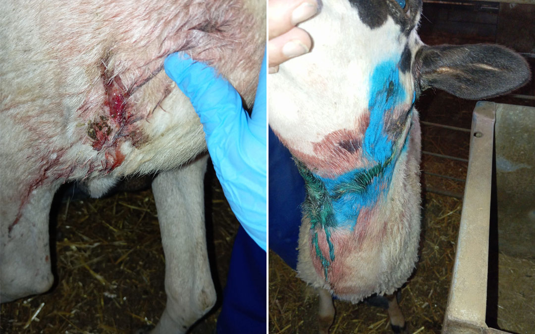 Heridas causadas por el lobo en el último ataque ocurrido en Andorra./ La COMARCA.