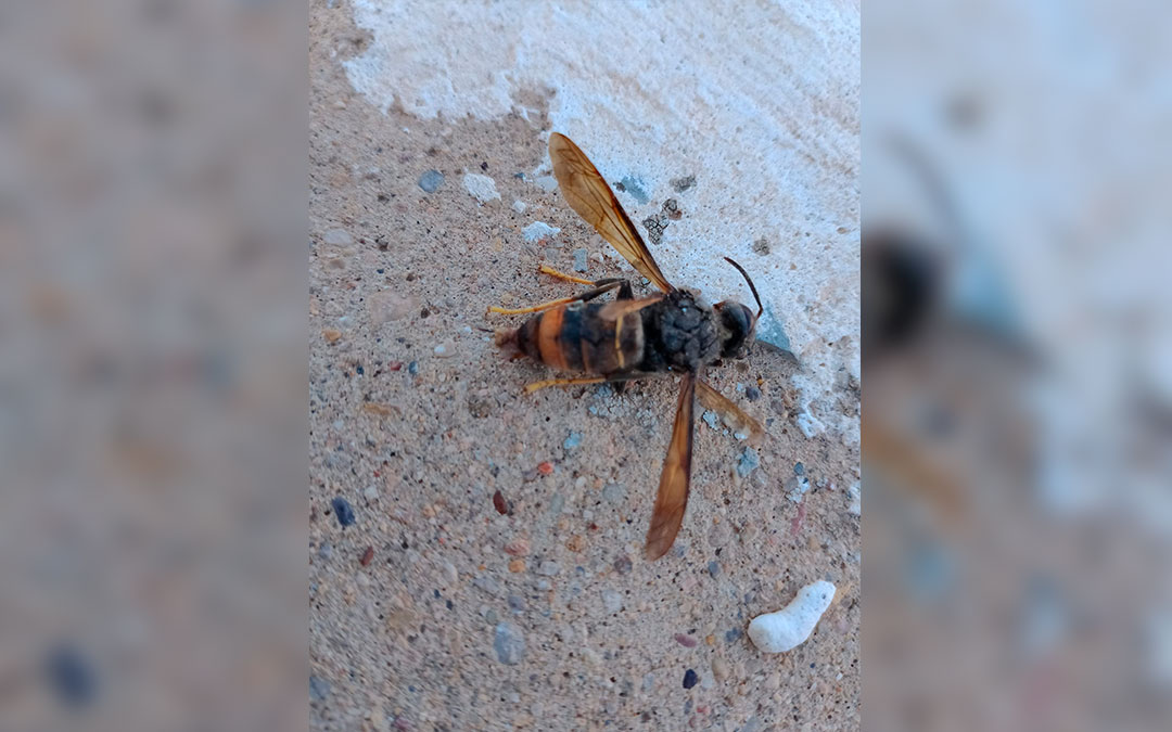Ejemplar de avispa asiática localizado en Alcañiz./ AYTO