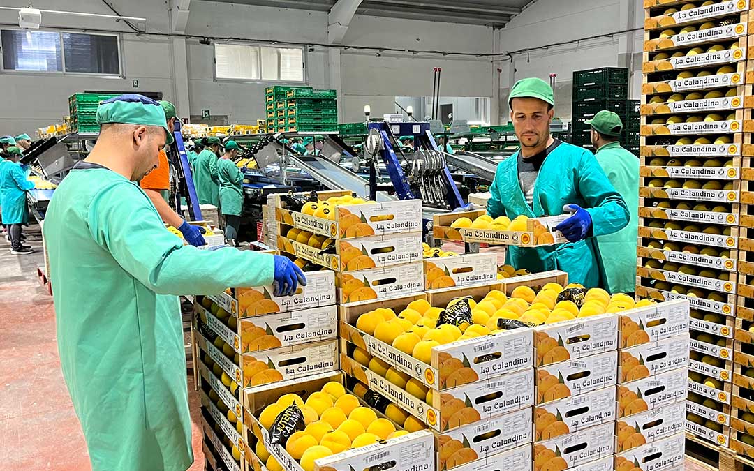 Trabajadores de la cooperativa La Calandina durante sus labores./ C. O.