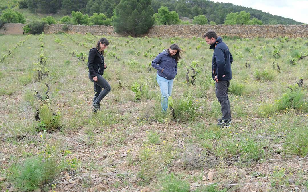 Los investigadores experimentan con las vides en parcelas piloto./ ACTIVIté