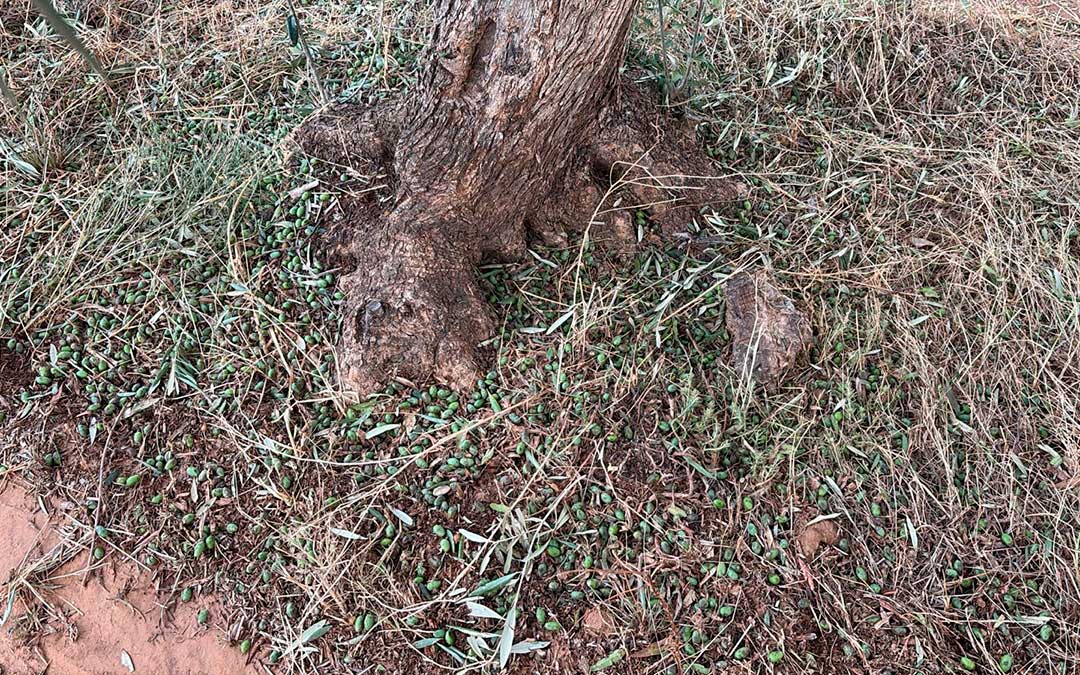 Afecciones de la tormenta en oliveras de Fórnoles muy cercanas al término municipal de Valjunquera / Jaime Mínguez