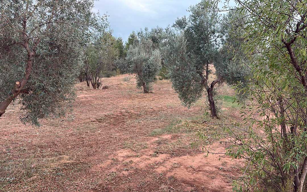 Afecciones de la tormenta en oliveras de Fórnoles muy cercanas al término municipal de Valjunquera / Jaime Mínguez
