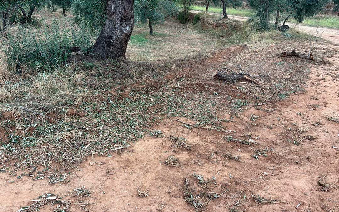 Afecciones de la tormenta en oliveras de Fórnoles muy cercanas al término municipal de Valjunquera / Jaime Mínguez