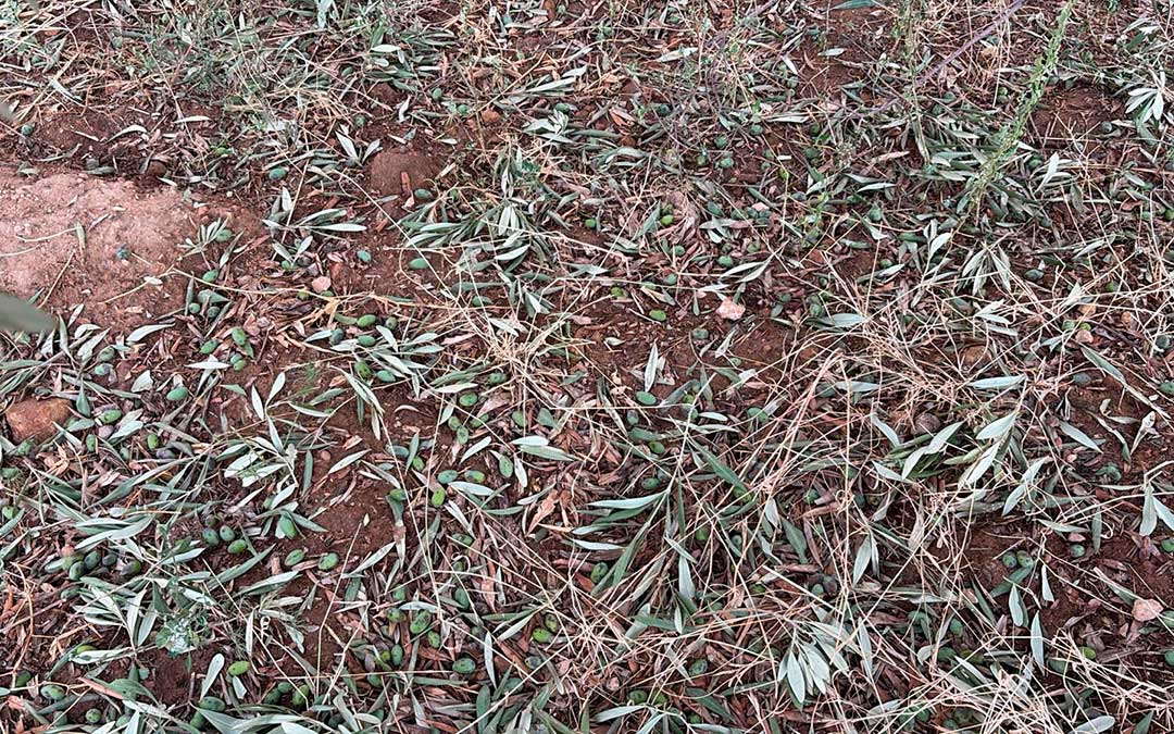 Afecciones de la tormenta en oliveras de Fórnoles muy cercanas al término municipal de Valjunquera / Jaime Mínguez