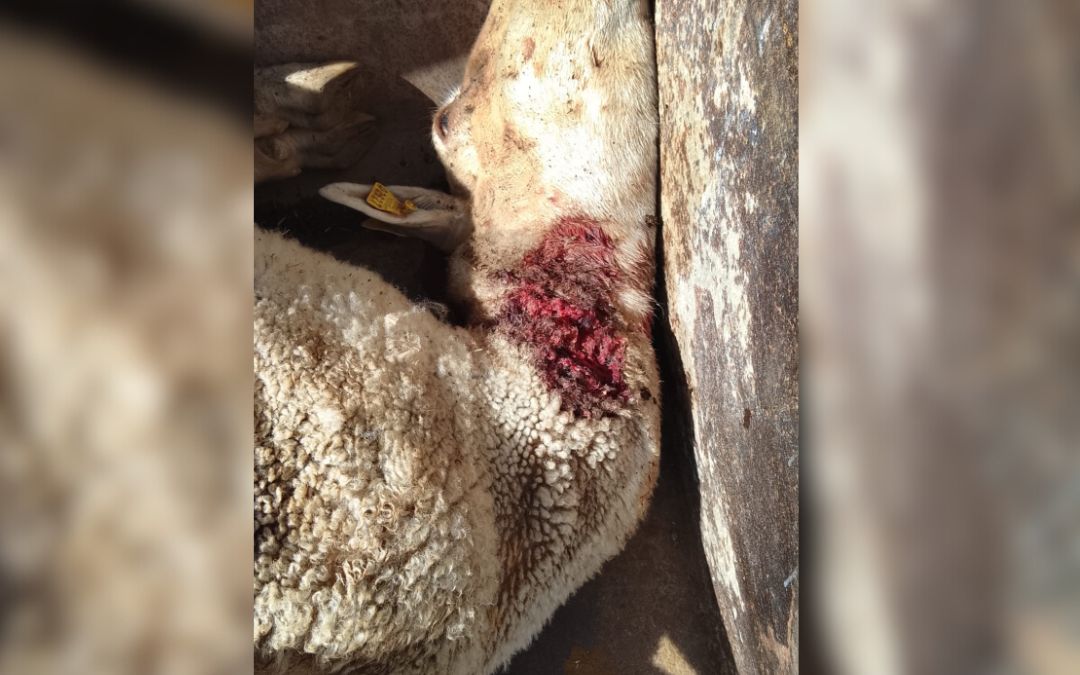 Oveja herida en la explotación de Alcañiz donde se produjo el último ataque./ L.C.