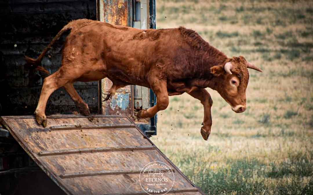 Salida de un bravo en el Encierro Campestre de Híjar. / Jorge García