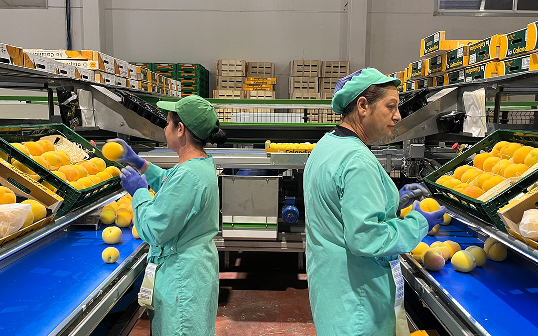 Dos trabajadoras en la cooperativa La Calandina, donde trabajan ahora mismo unas 100 personas. / C.O