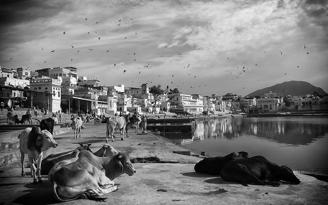 Vacas en La India descansando a orillas del río, imagen que captó en un viaje. / Rafa Galve