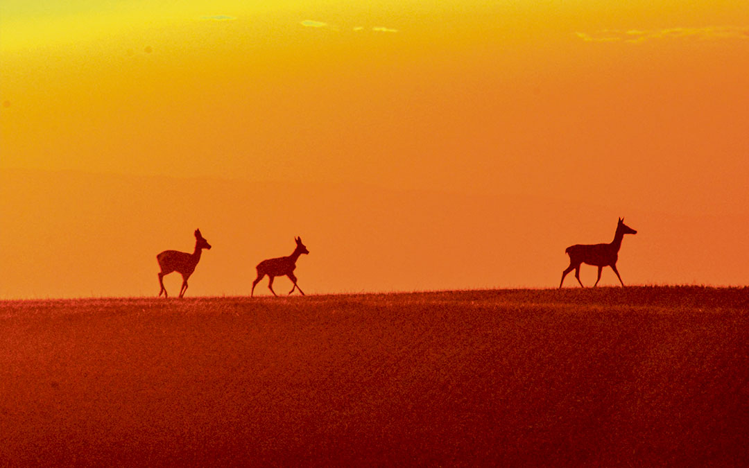 El amanecer y atardecer son los mejores momentos para avistarlos./ @jbone_foto