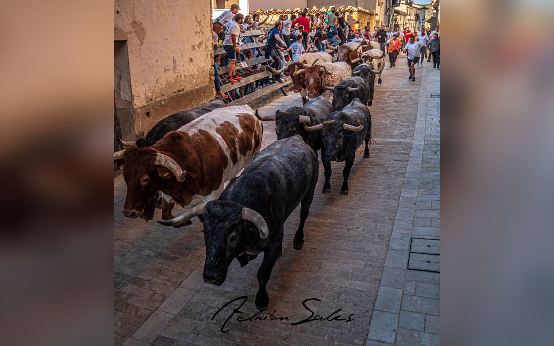 La Peña Taurina de Cantavieja organizó el primer encierro de toros cerriles de Aragón / Adrián Sales