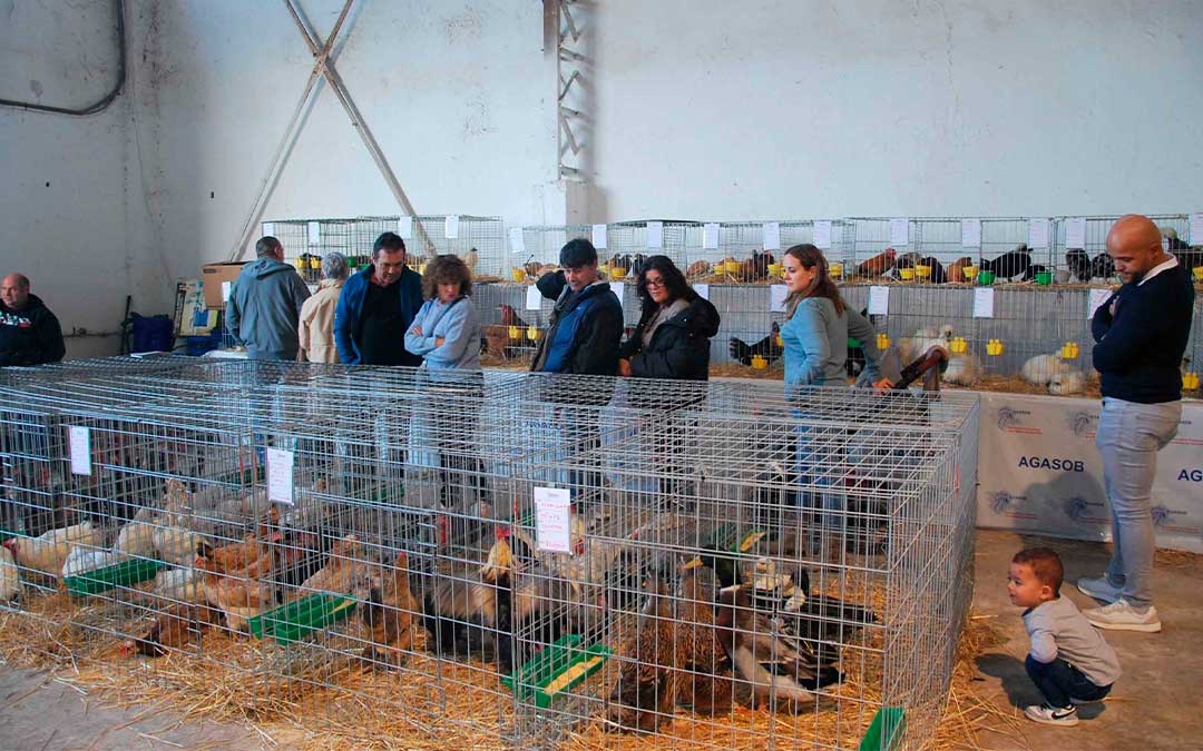Imagen de la exposición ganadera de la feria de 2024./ S.F.