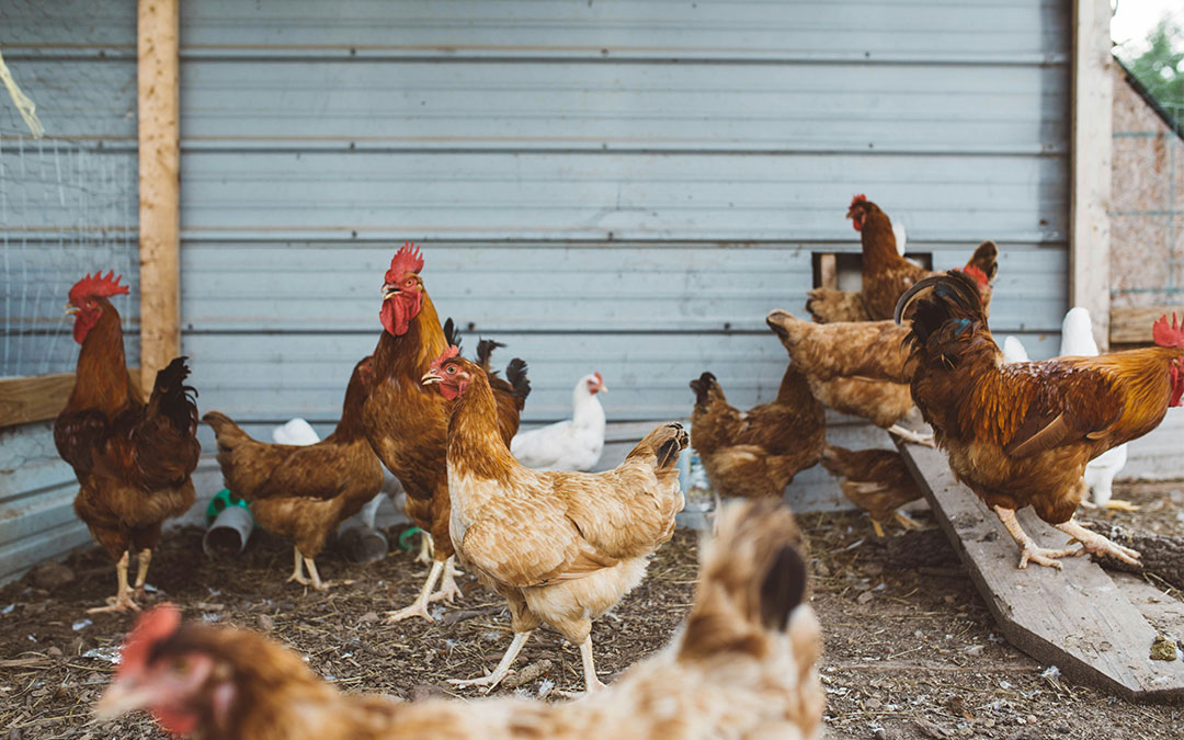 Imagen de archivo de un gallinero./ B.C. Unsplash