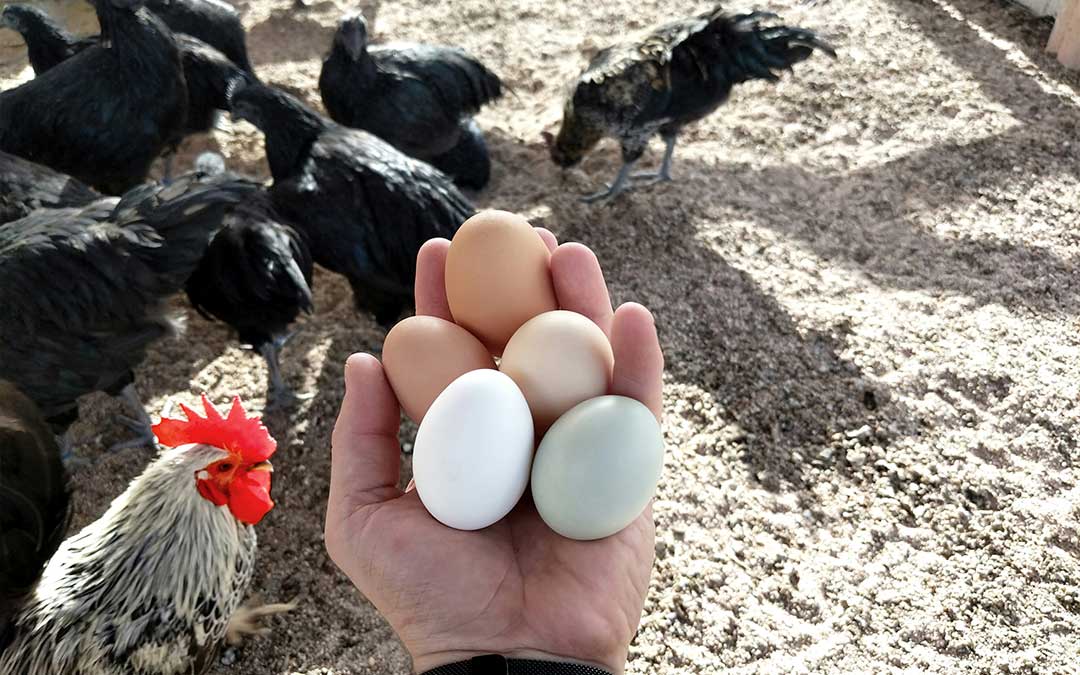 Imagen de archivo de huevos y gallinas./ UnSplash Daniel Tuttle