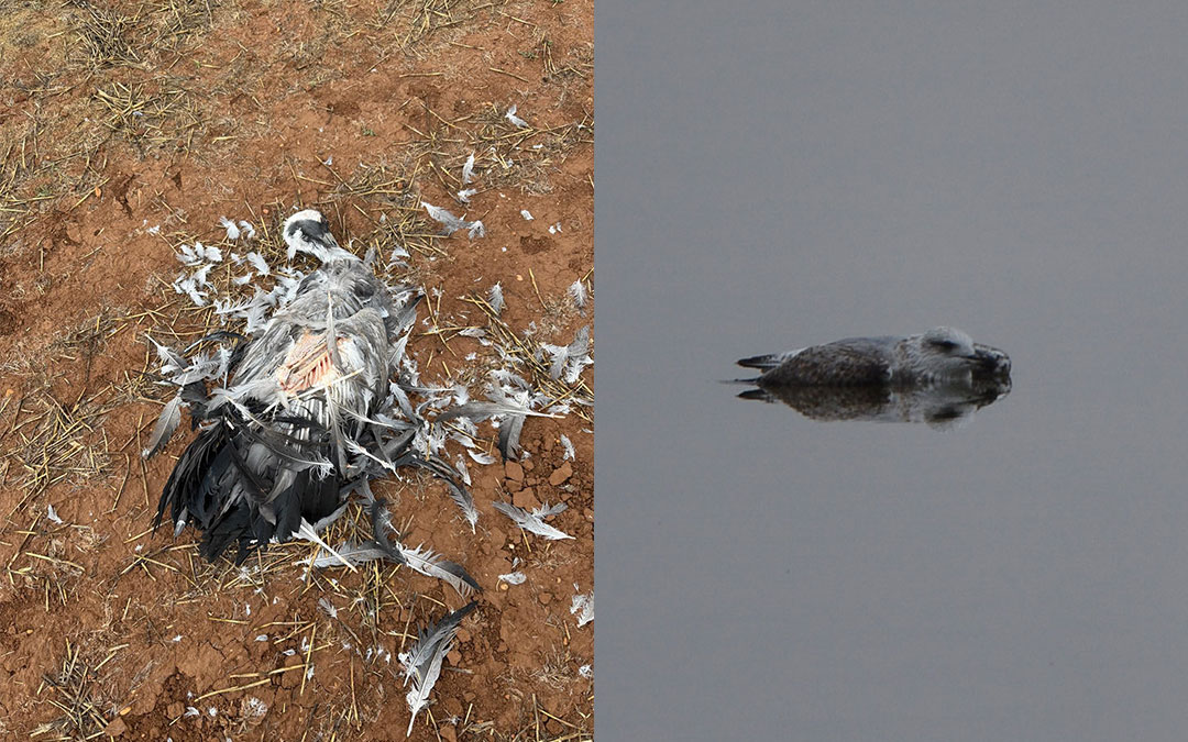 Dos de los ejemplares muertos que se han encontrado en Alcañiz./ @jbone_foto