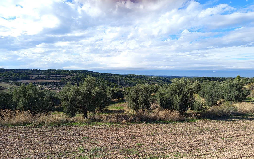 Olivares del Matarraña./M.J. Salvador