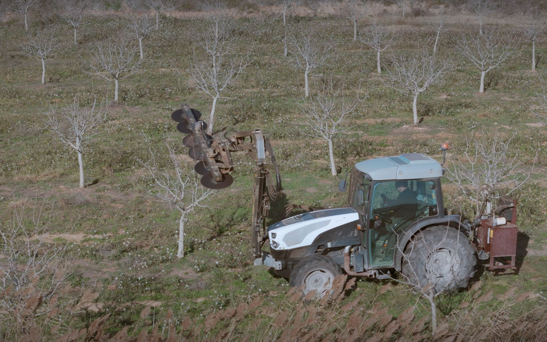 Imagen del proceso de poda aragonesa en uno de los campos experimentarles./ PISTAZERO