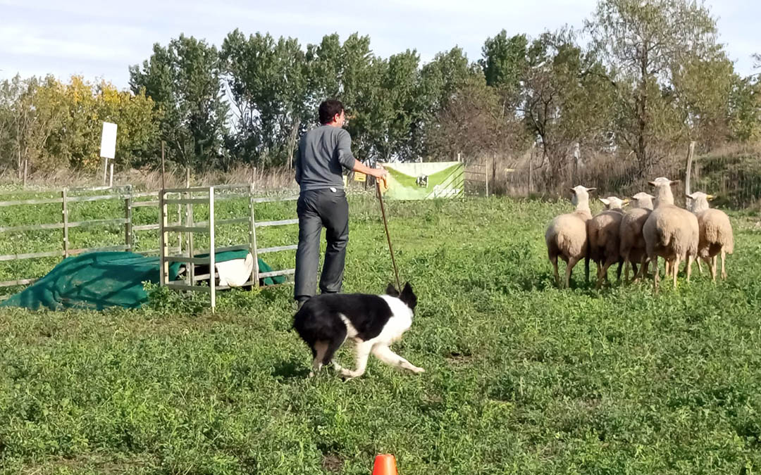 IV Campeonato de Trabajo de Perros Pastores de España./M.J. Salvador