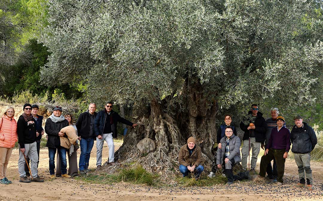 Visita a la olivera milenaria de Cervera de Belmonte de San José este domingo./ La COMARCA