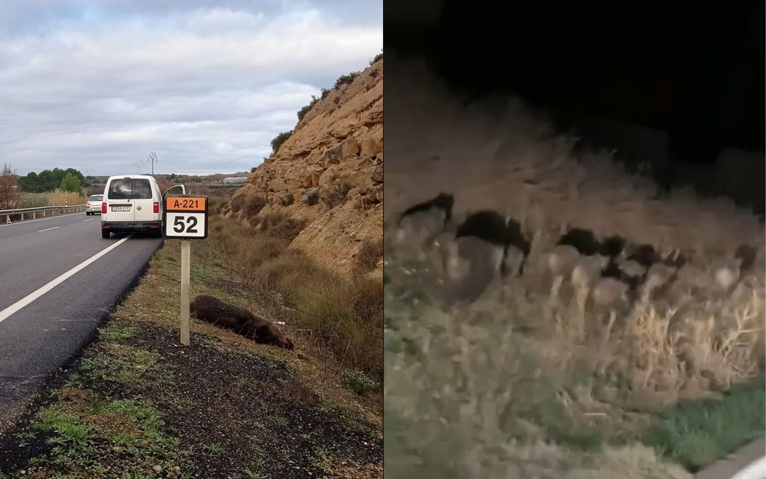 Accidente a la altura de Caspe y presencia de 13 jabalíes en Valmuel. / L.C