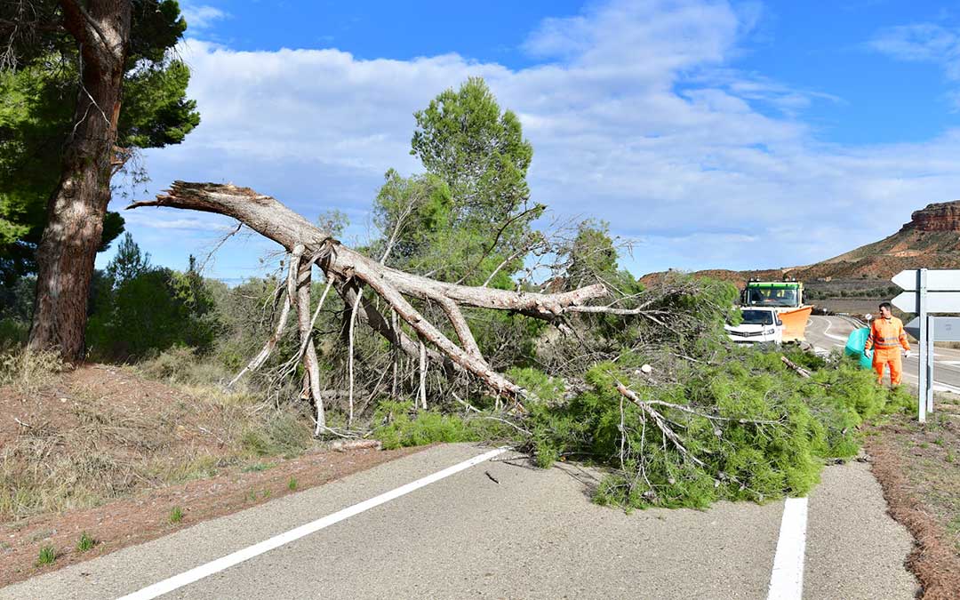 Parte de un árbol se desploma en la salida de Albalate a Ariño entre la A-223 y la A-1401. / Ricardo Rodríguez - Káralom