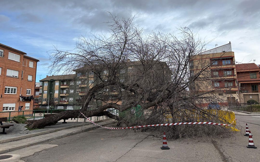 Árbol derribado por las fuertes rachas de vientos en la avenida Deportiva de Andorra. / S.C.